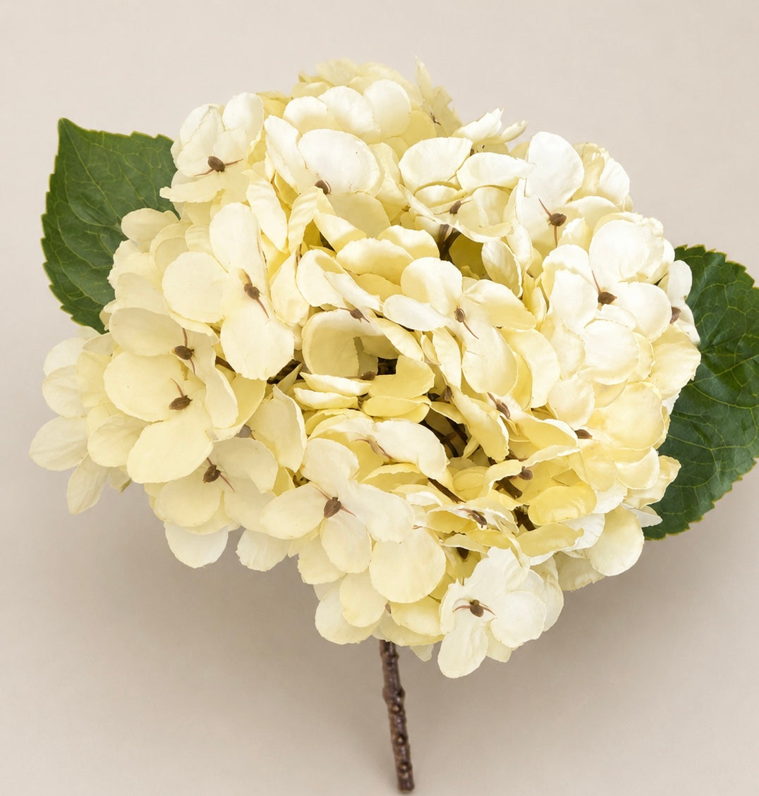 Hortensie creme 14x30 cm VE 12