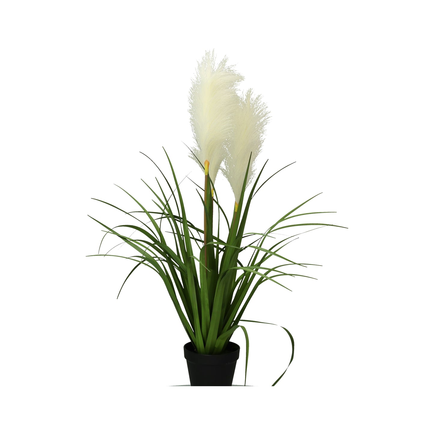 Blüte Süßgras im Topf