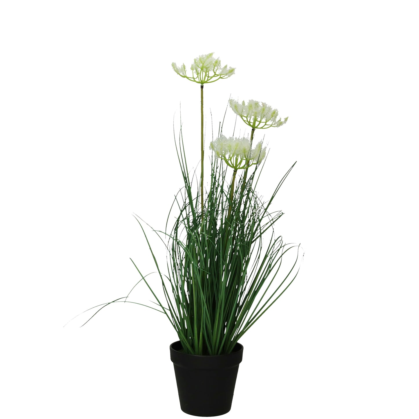 Blüte Greisenhaupt im Topf
