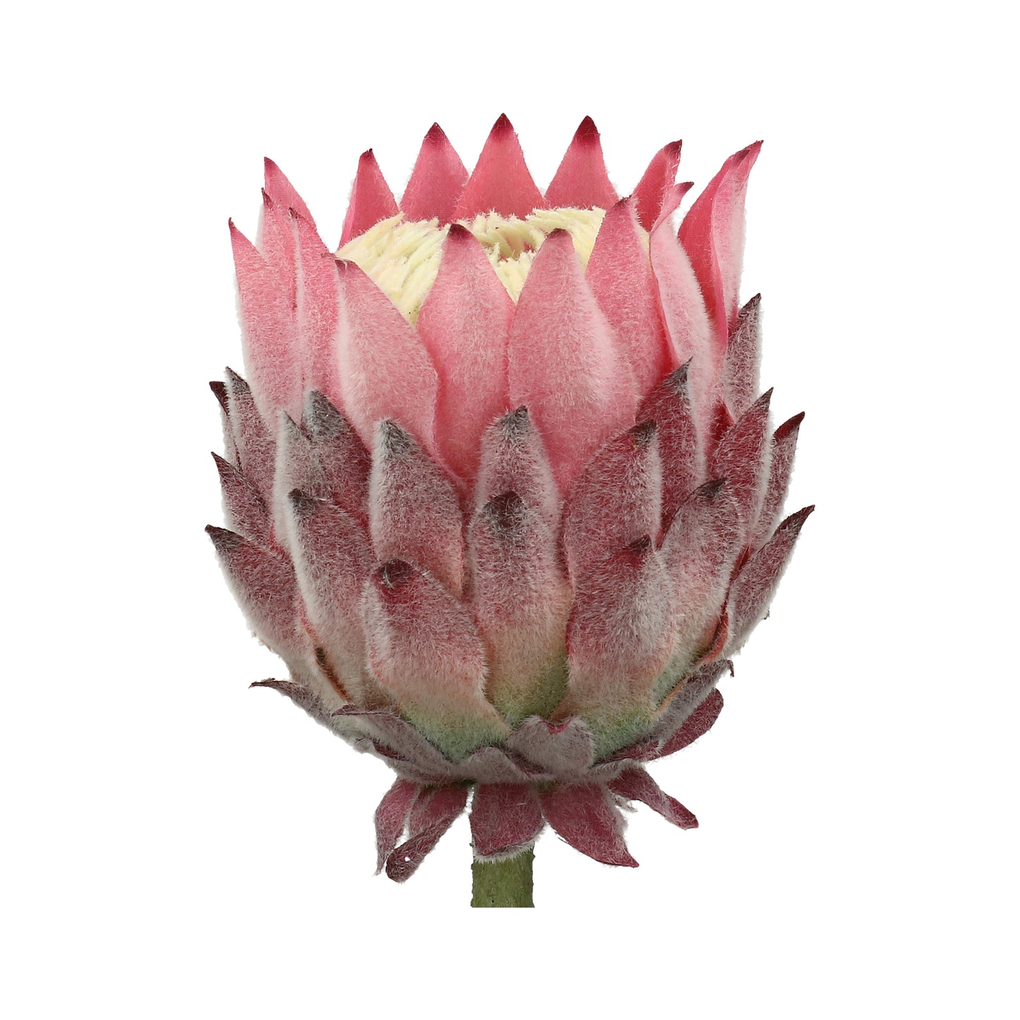 Bankia rosa/rot Blüte 9x10 cm