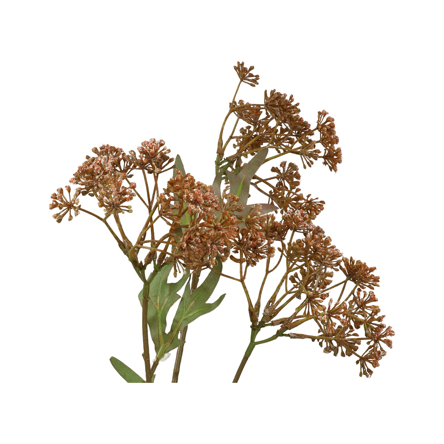 Achillea altrot 70 cm