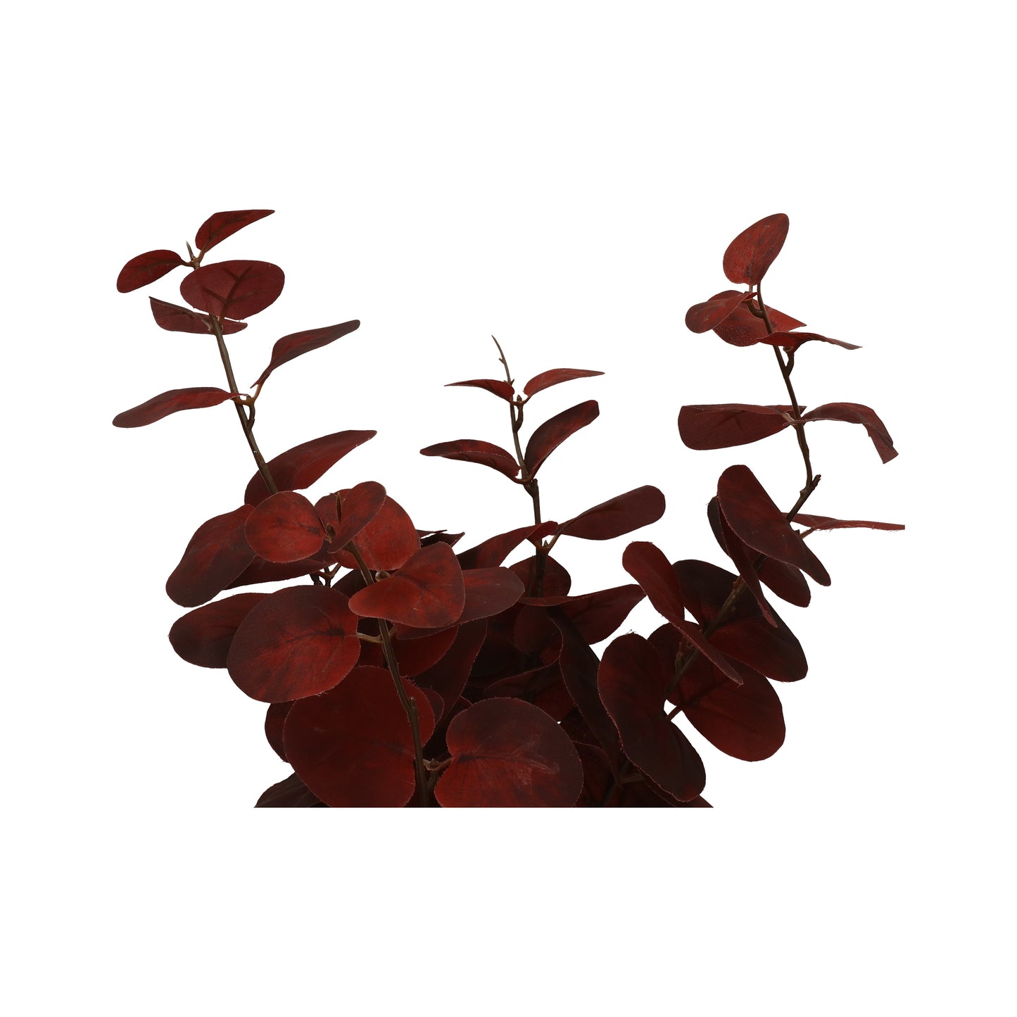Eukalyptus bordo großblättirg