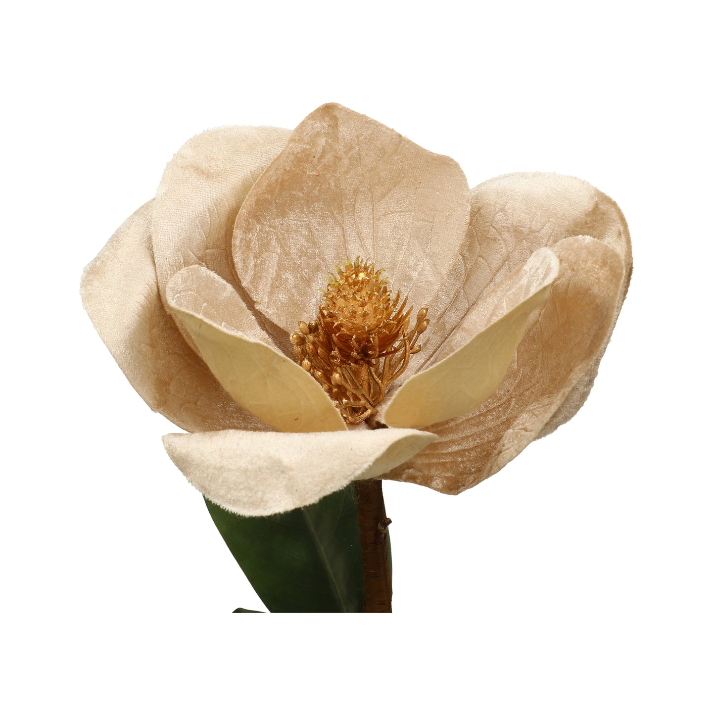 Magnolia creme glanz 16/60 cm
