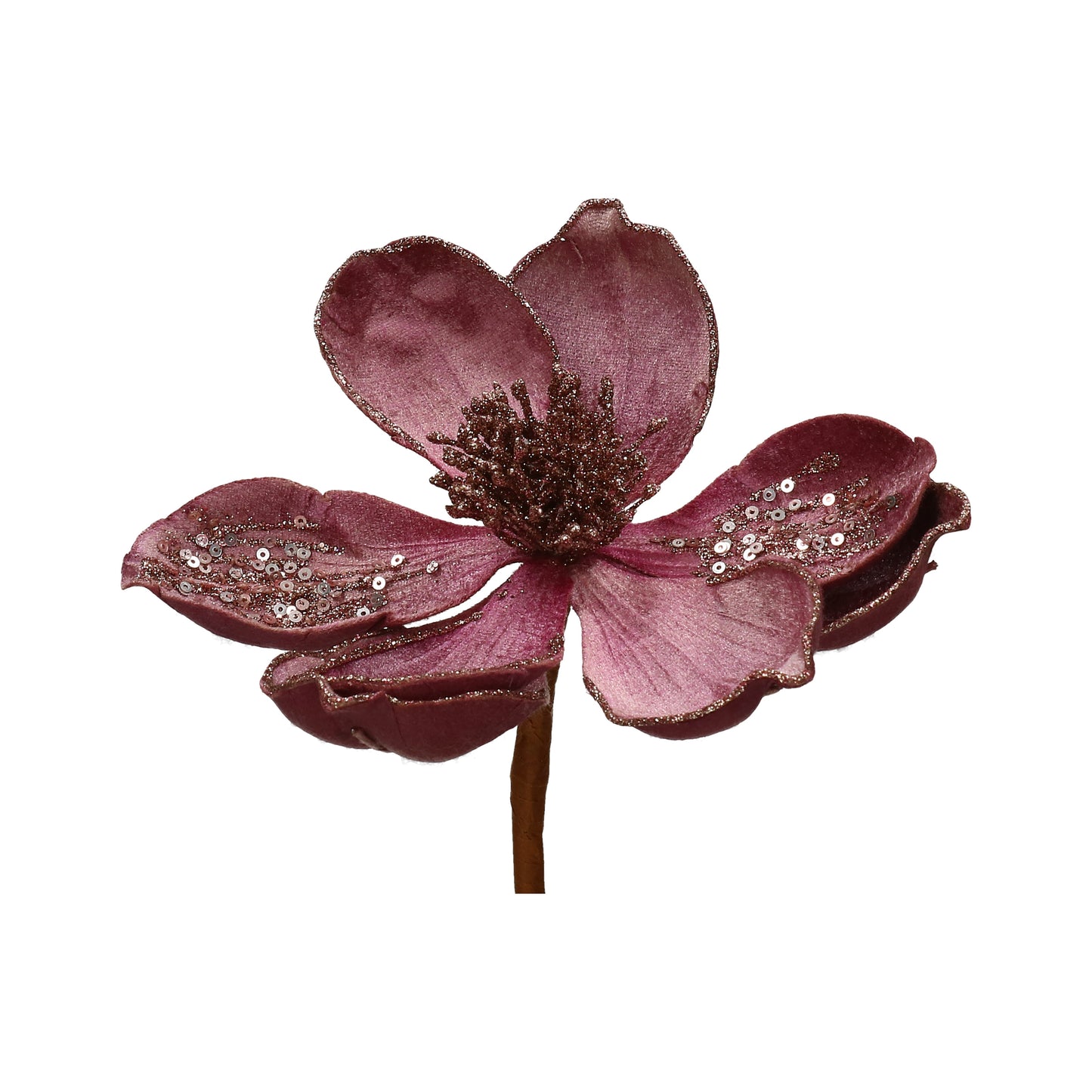 Magnolia purple 14/60 cm