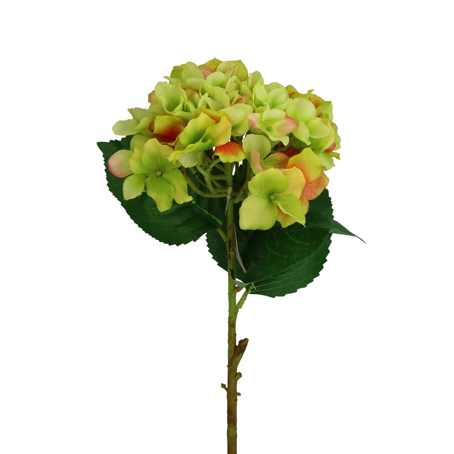 Blüte Hortensie 50 cm grün oder weiß