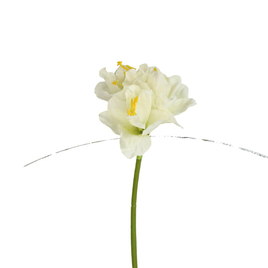 Blüte Amaryllis weiß 54 cm