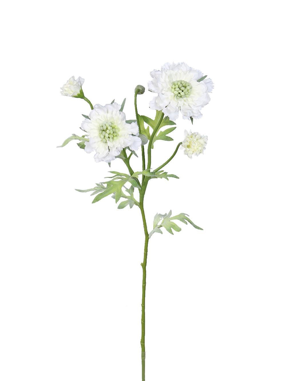 Scabiosa x4 weiß 60 cm