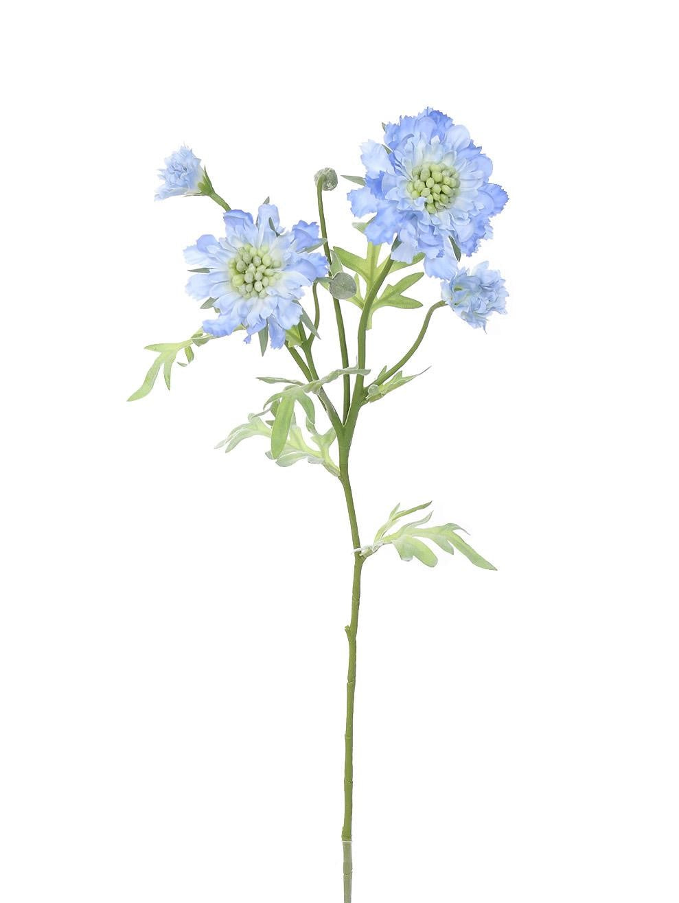 Scabiosa x 4 blau 60 cm