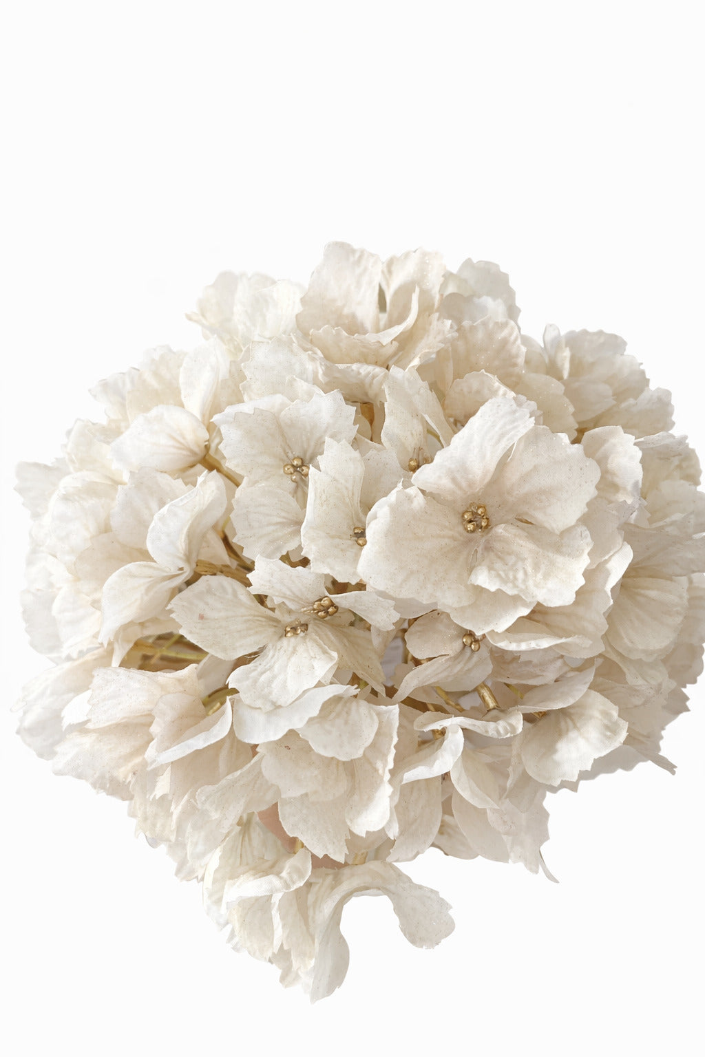 Hortensie creme/gold 20x60 cm VE 12