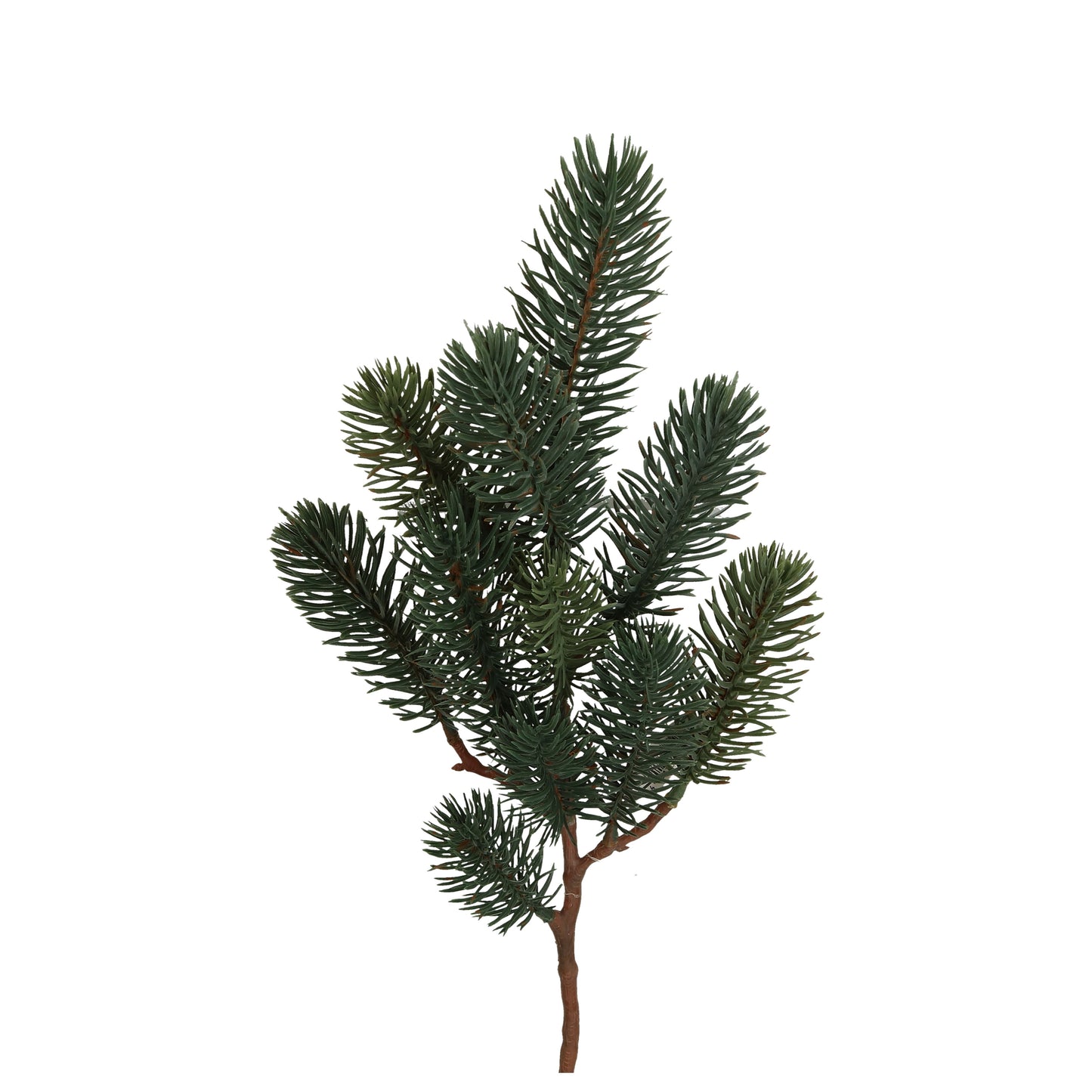 Zweig Blaufichte 25 oder 43 cm