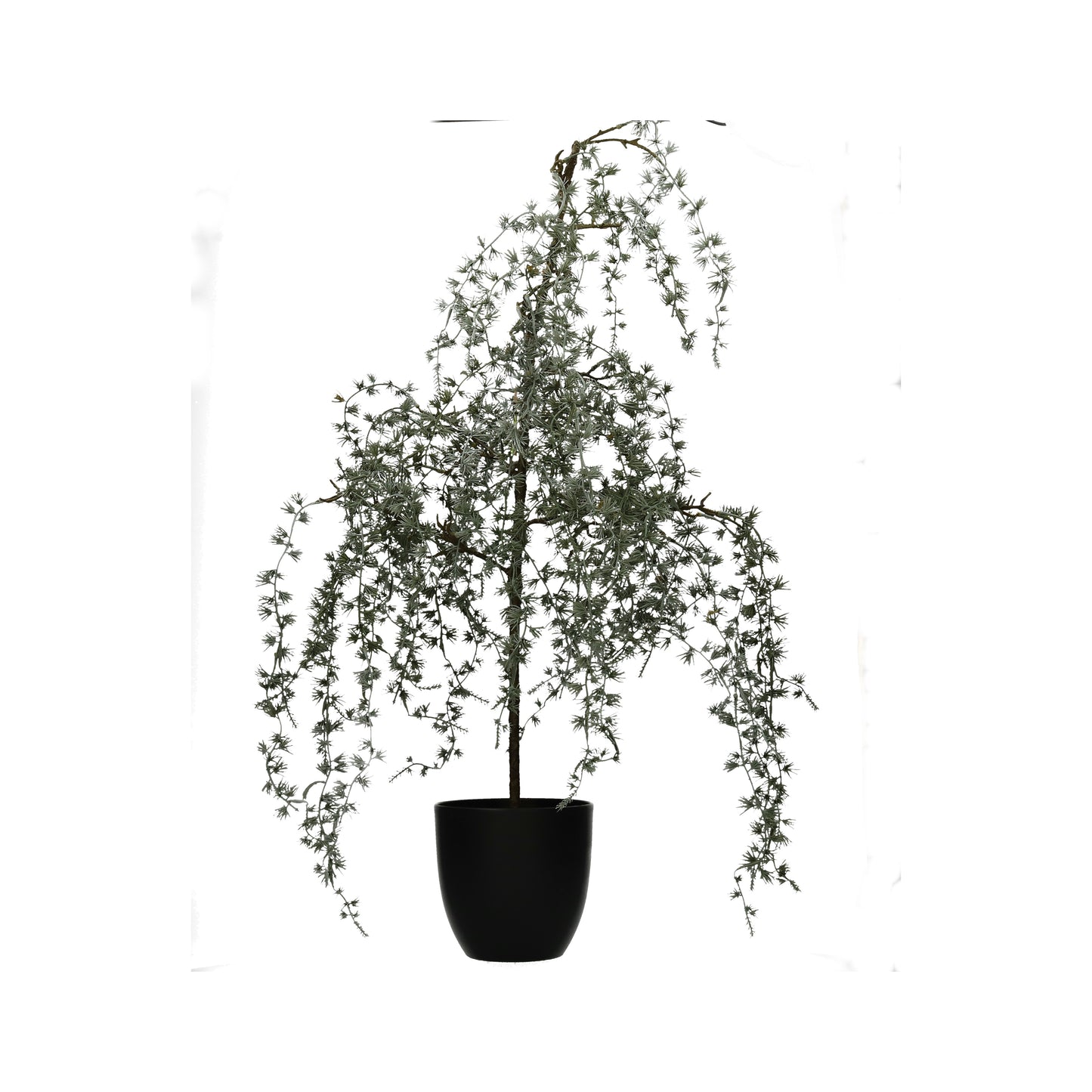 Lärche im Topf 80 cm