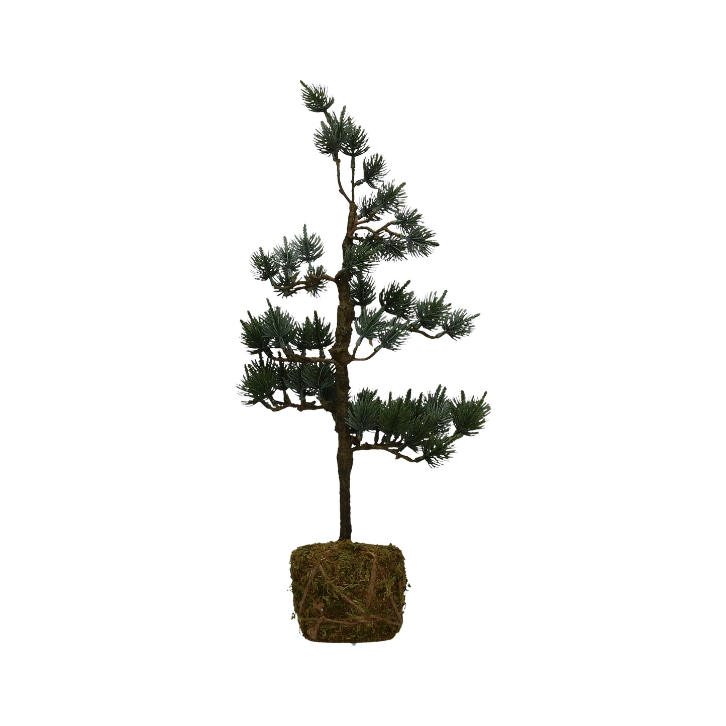 Kiefer im Topf 53 cm