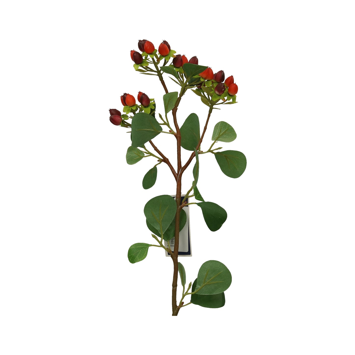 Hypericum