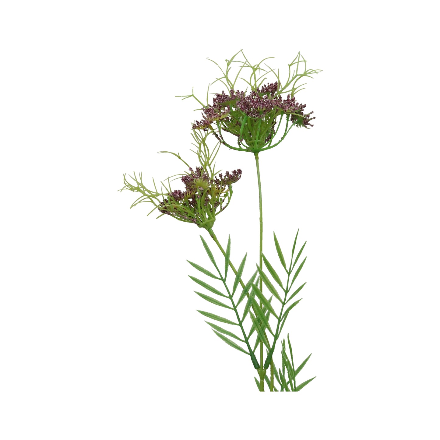 Wilde Möhre lila 70 cm