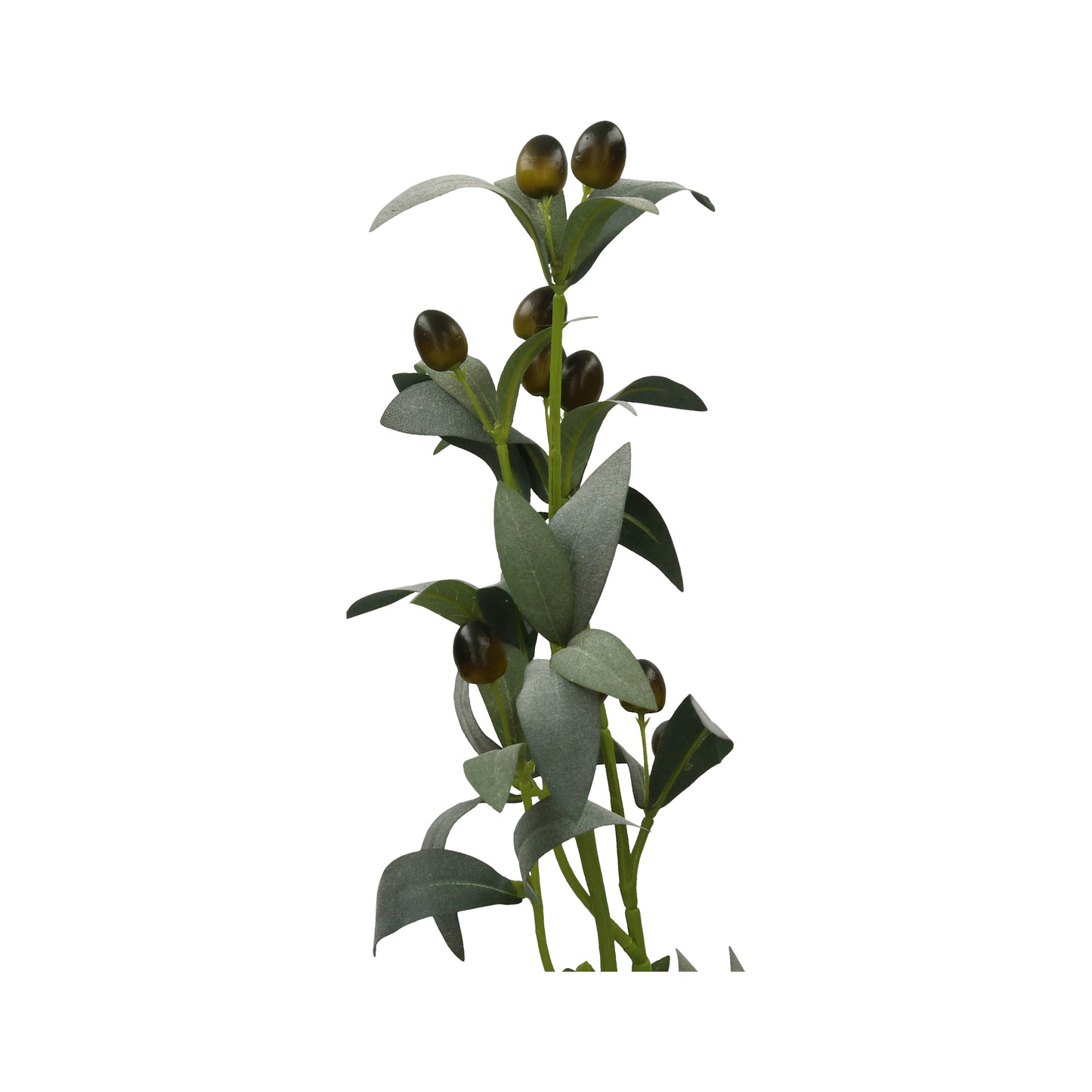 Olivenzweig 70 cm