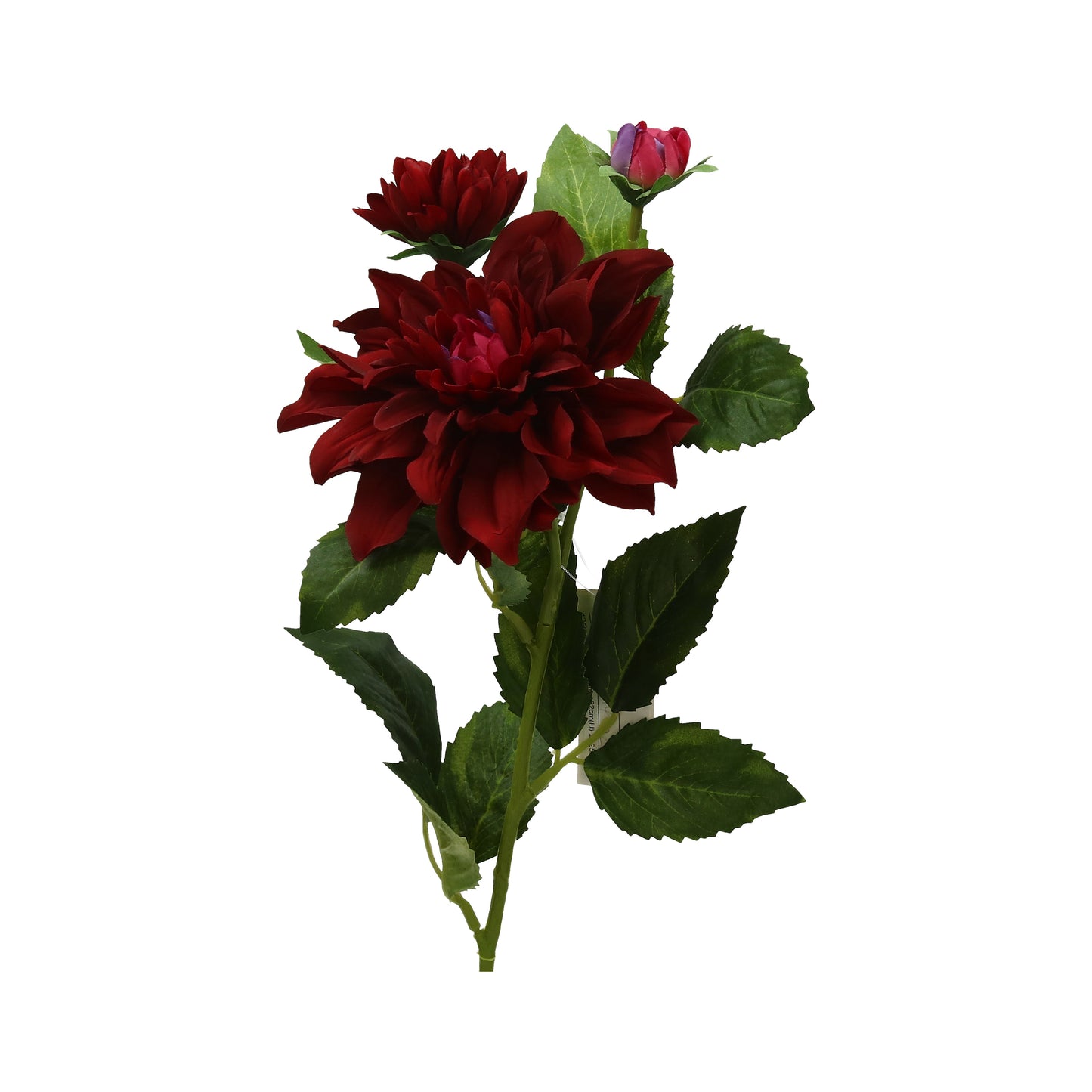 Dahlie bordo 62 cm