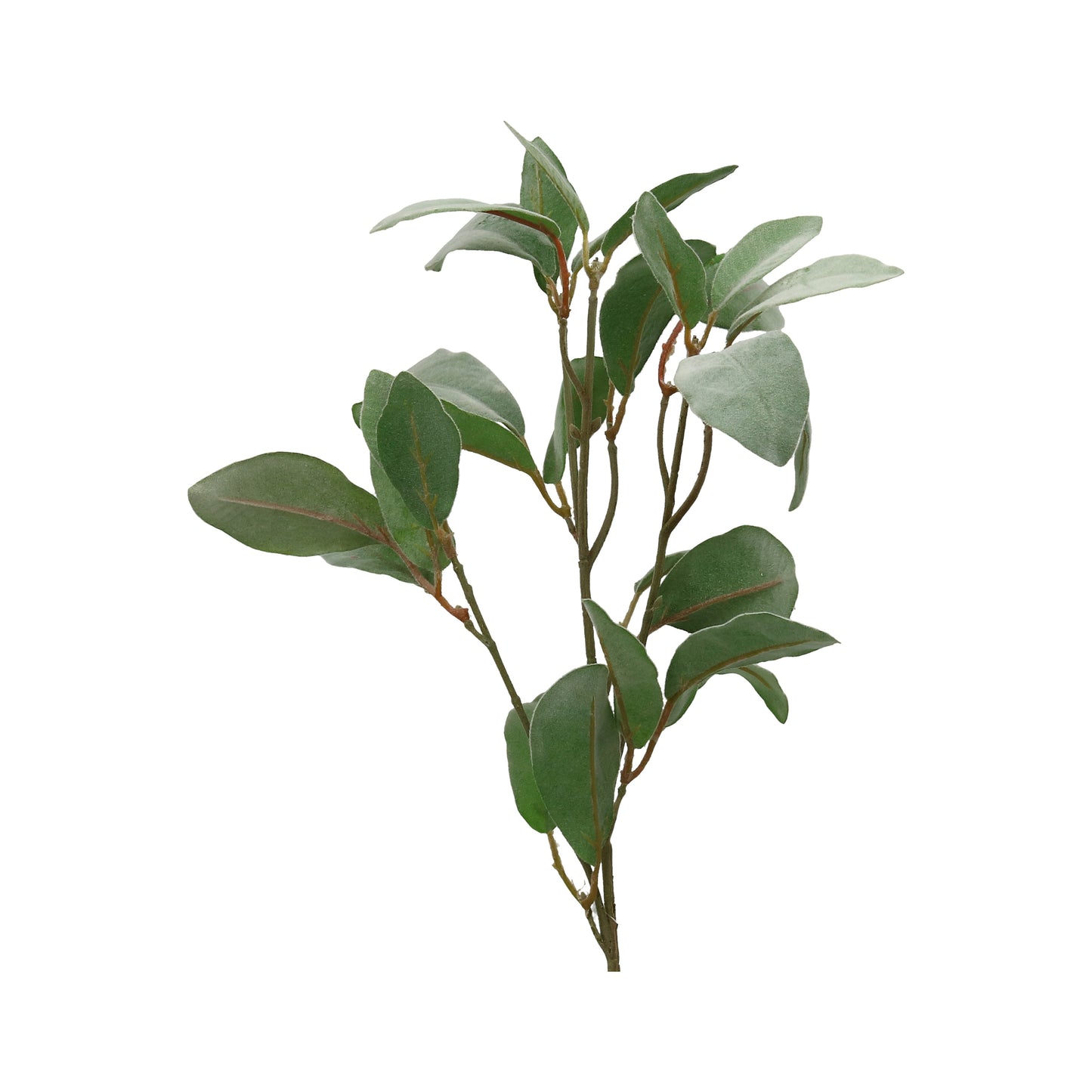 Blattzweig Magnolie ohne Blüten 64 cm