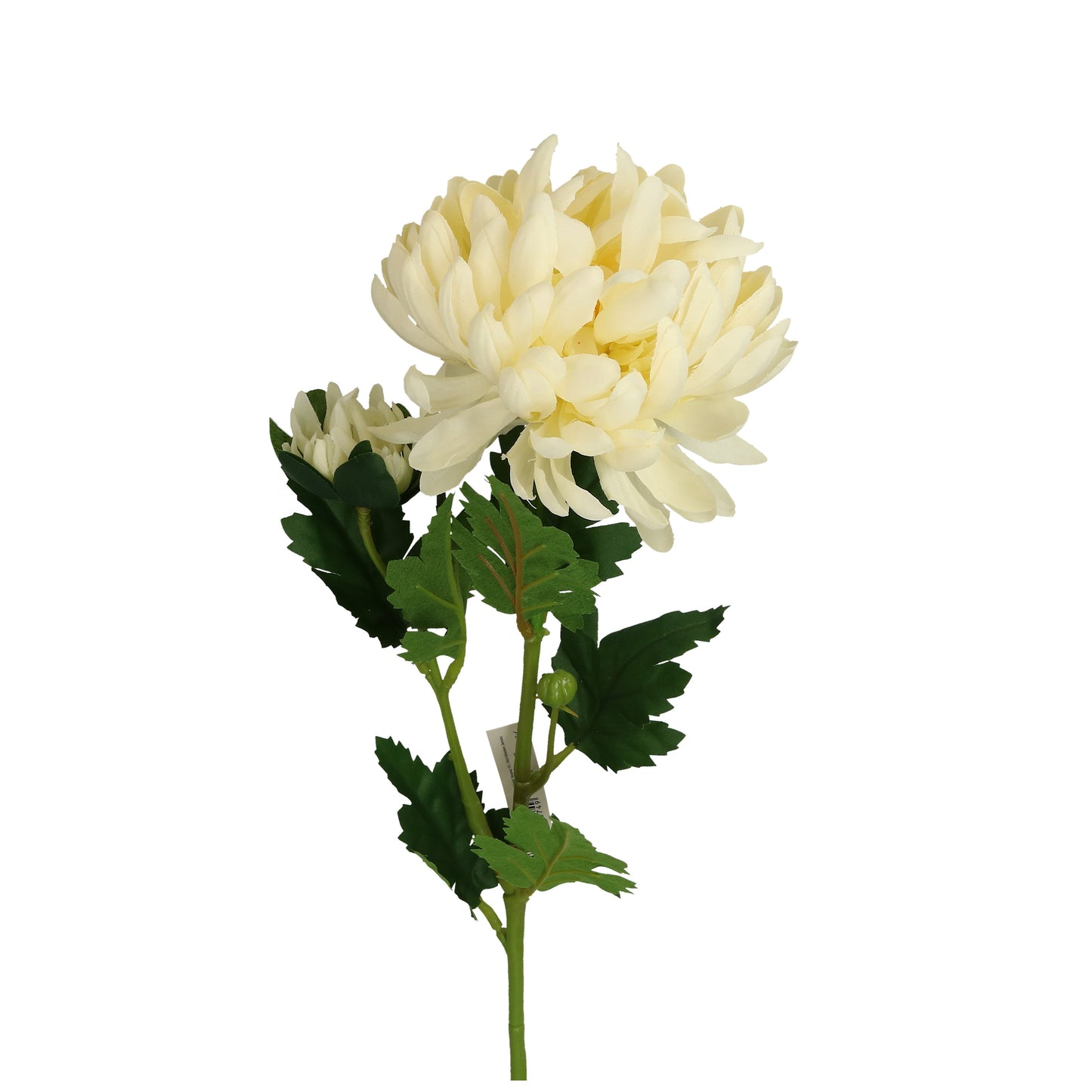 Blüte Dahlie weiß oder rot-orange 60 cm