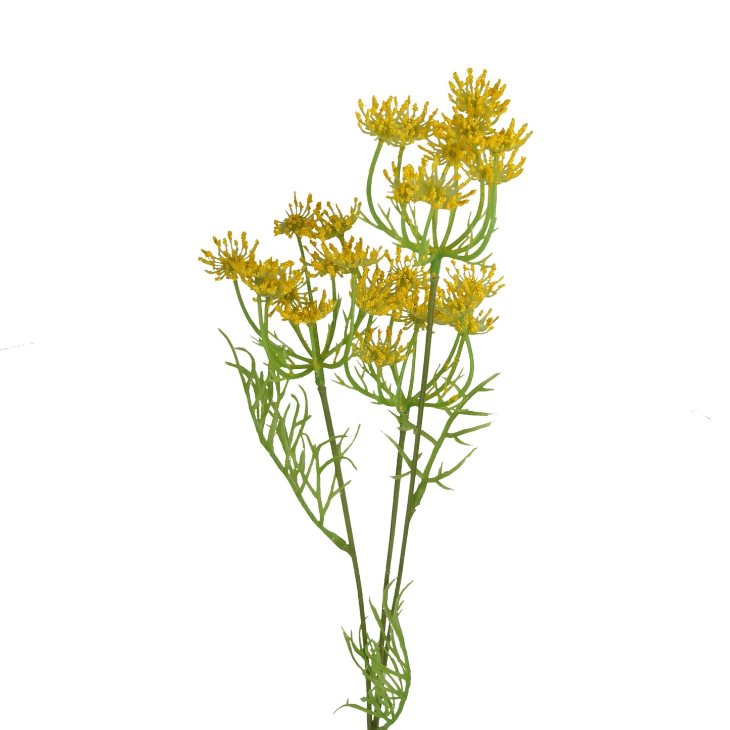 Blüte Fenchel 52 cm