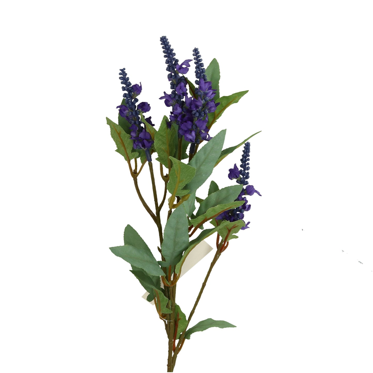 Lavendel 60 cm