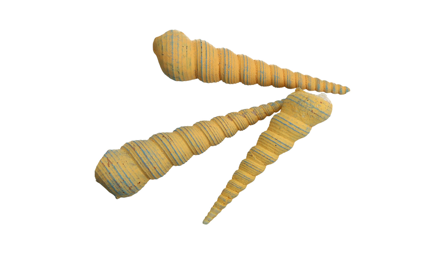 Muschel gelb 16 cm