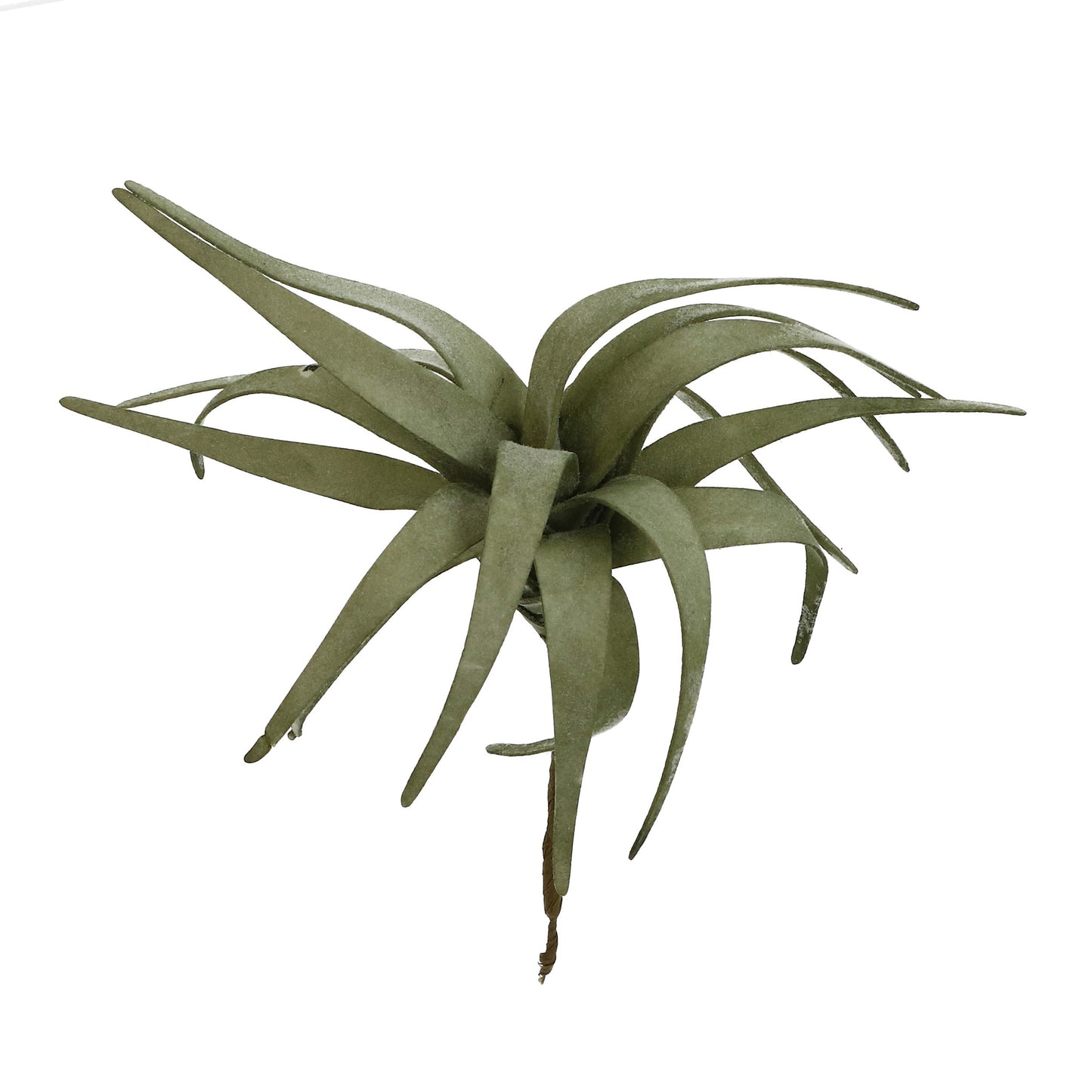 Blüte Tillandsie grün 10x1 cm