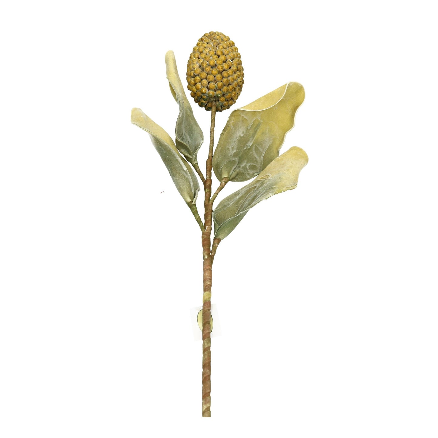 Schaumblüte Kolben oliv 95 cm