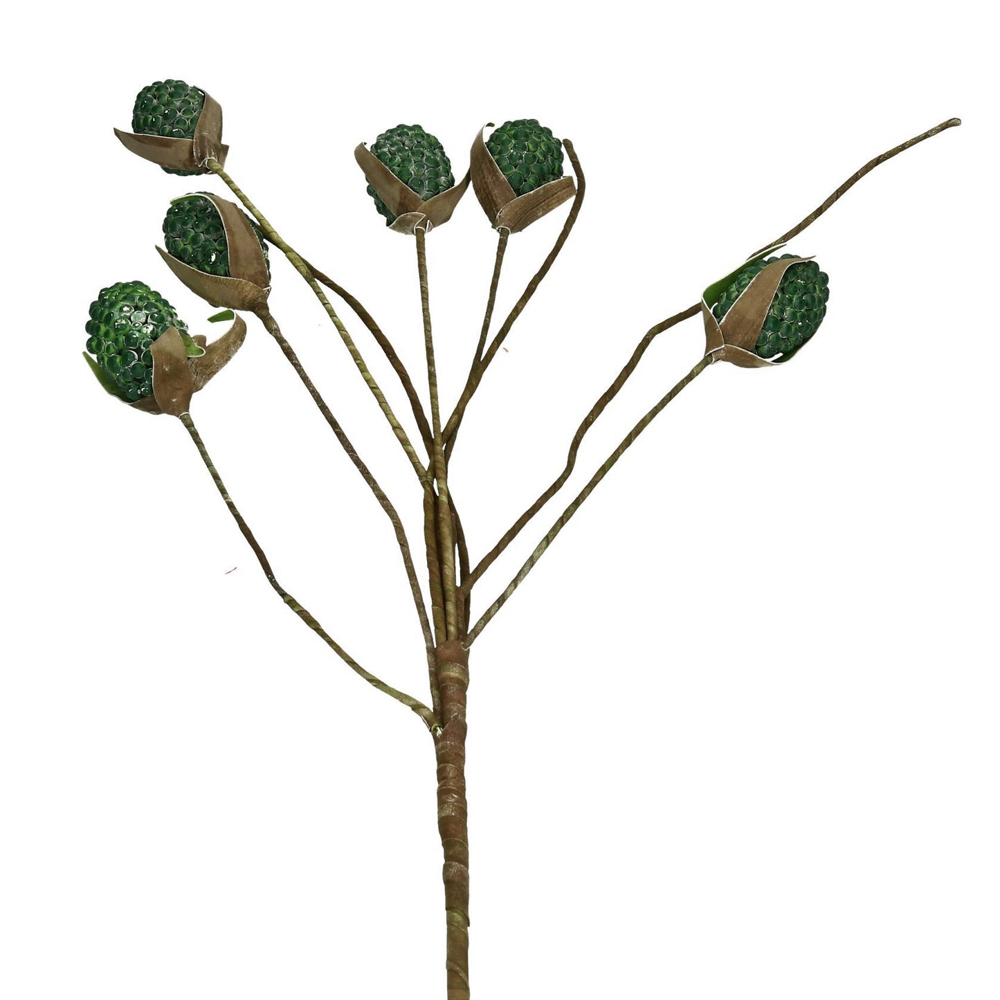 Schaumblüte 6 Kolben grün 100 cm