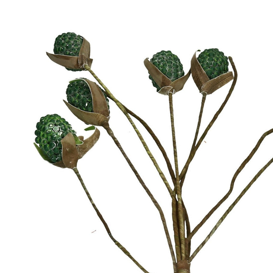Schaumblüte 6 Kolben grün 100 cm