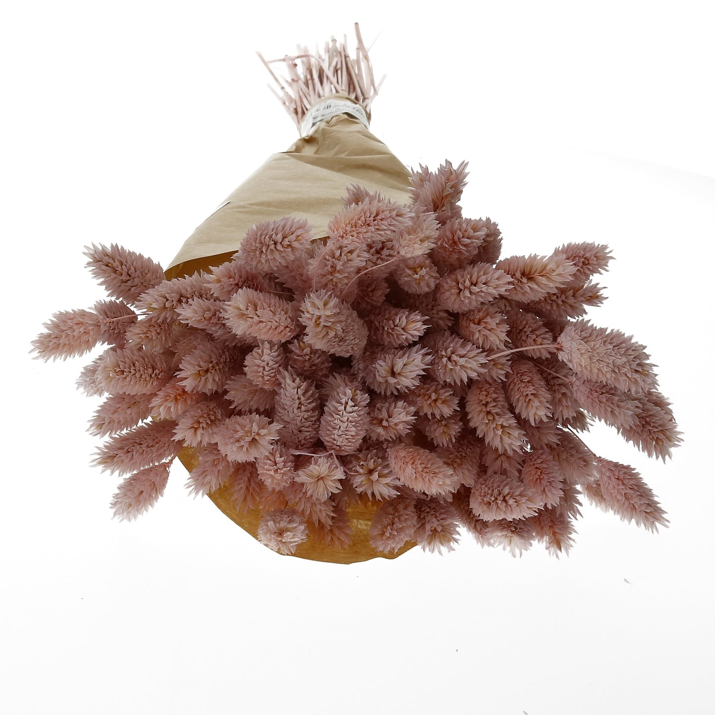 Natur Phalaris 100 g 3 Farben