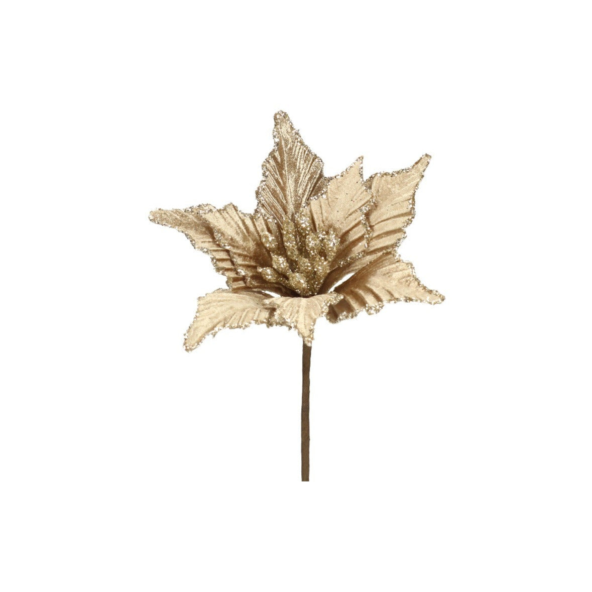 Blüte Weihnachtsstern taupe
