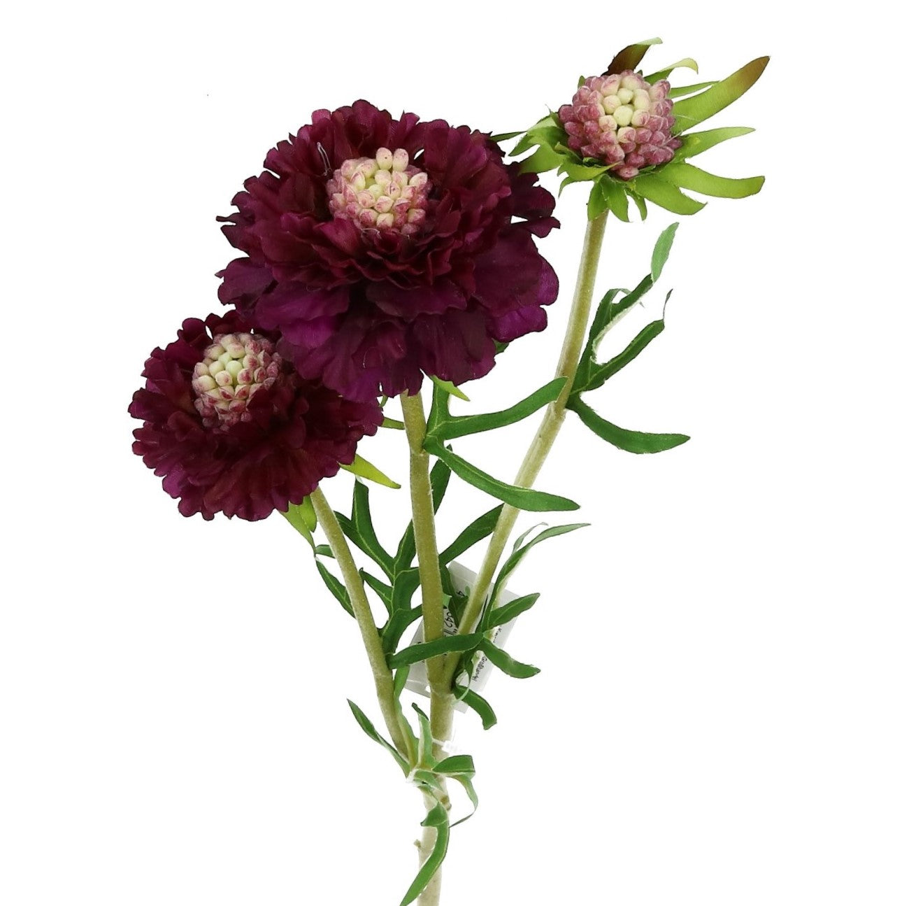 Blüte Scabiose 65 cm 2 Farben