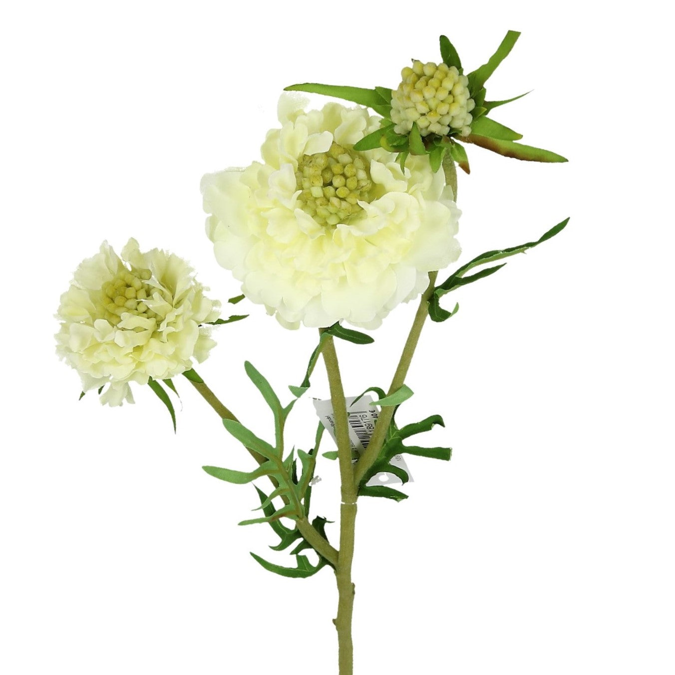 Blüte Scabiose 65 cm 2 Farben