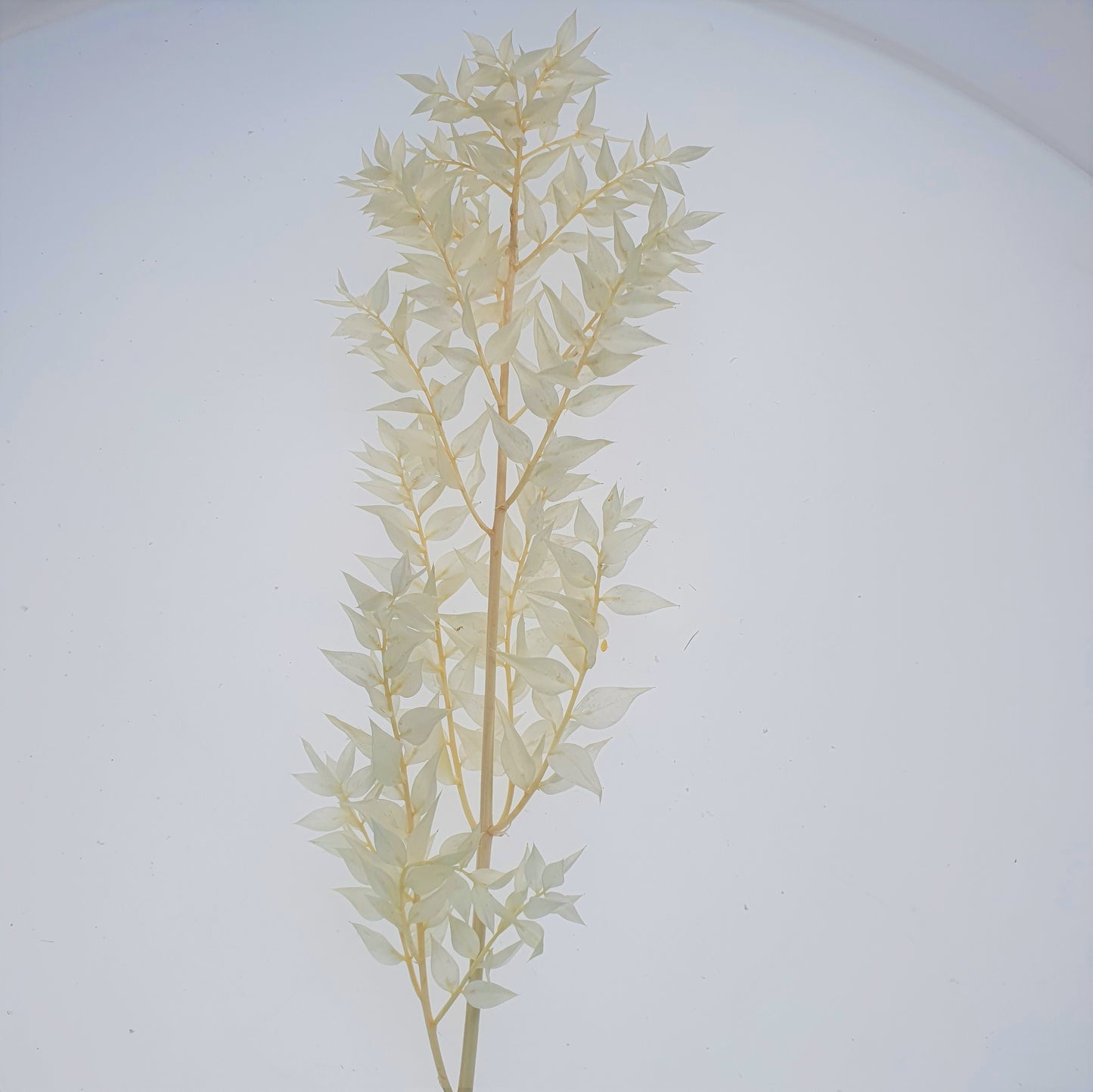Natur Ruskus gebleicht 500 g