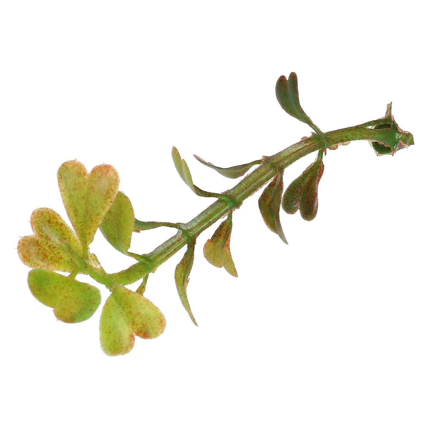 Zweig Myrthe-Ästchen 8 cm