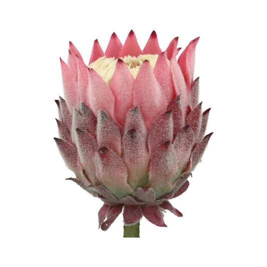 Bankia rosa/rot Blüte 9x10 cm