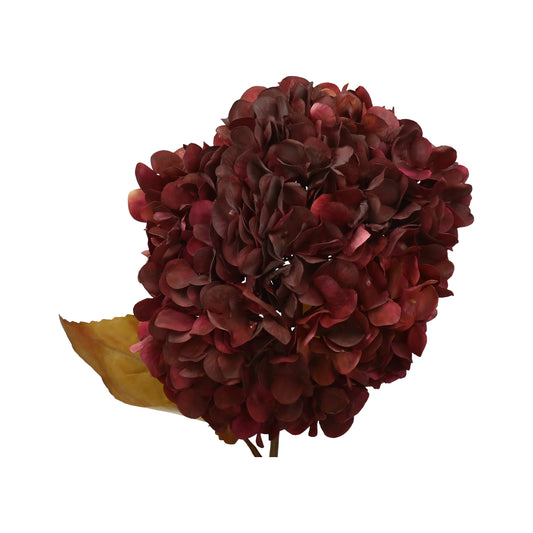 Hortensie bordo getr.Blüte 20 cm