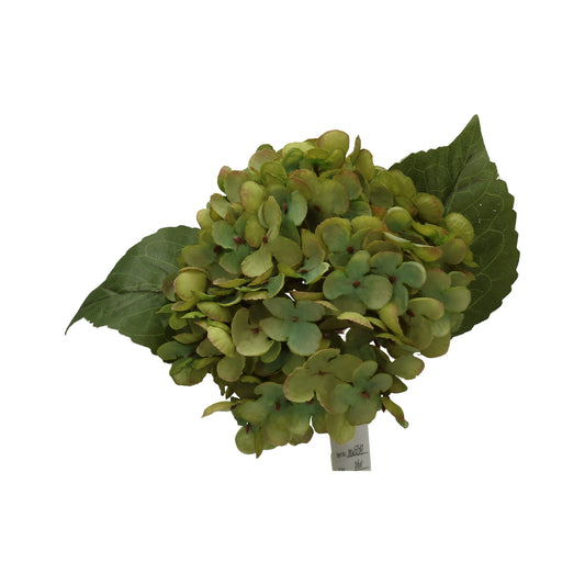Hortensie grün 57x53 cm