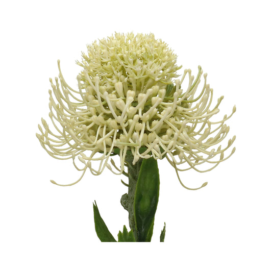 Wiesenlöwenzahn 9x50 cm