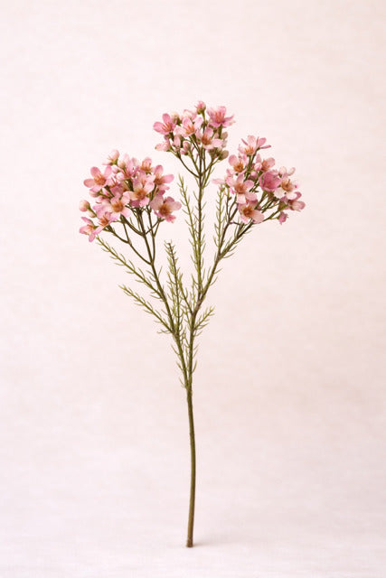 Wildblossom 3-teil.