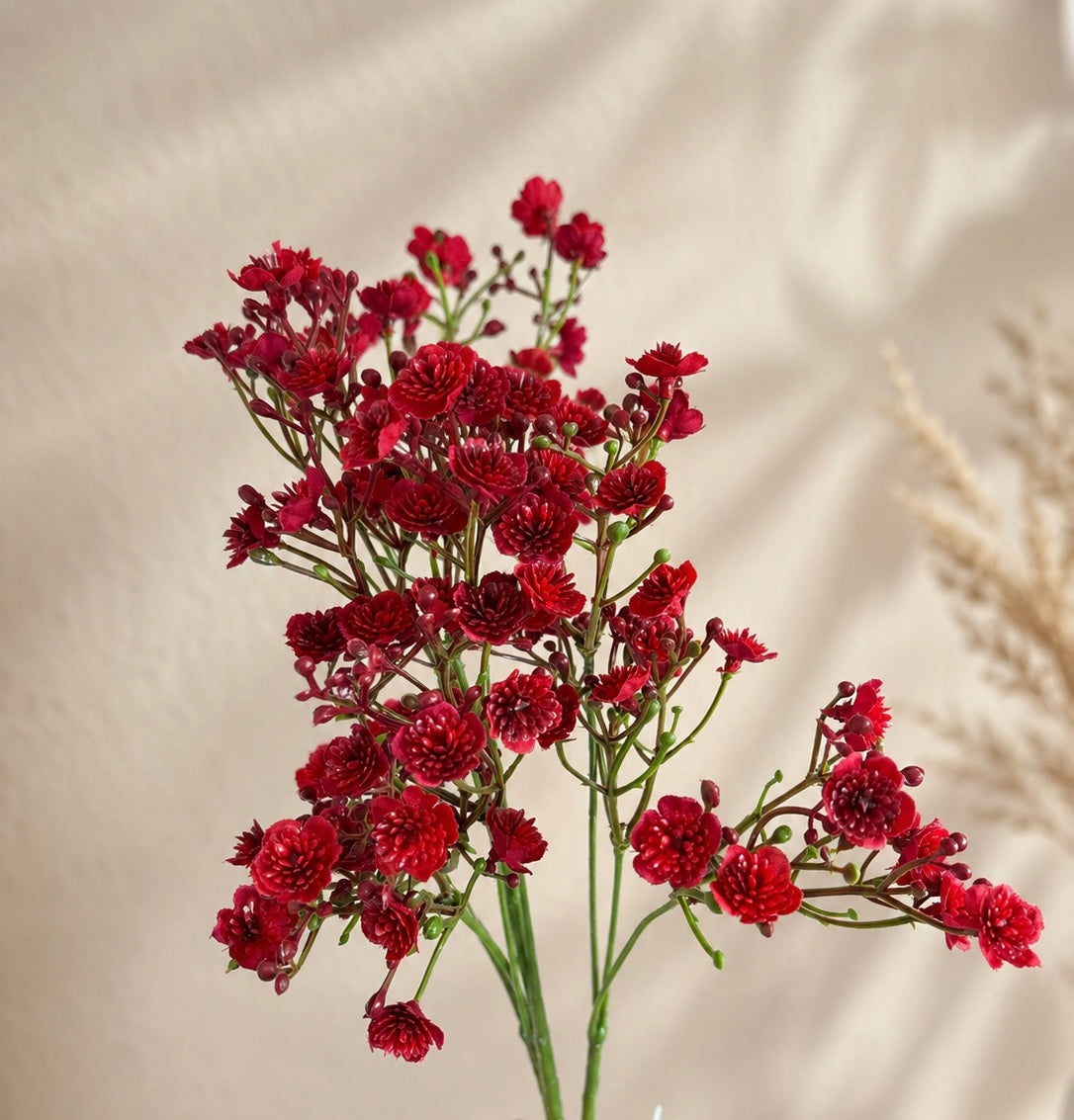Schleierkraut Rot 70 cm VE 12