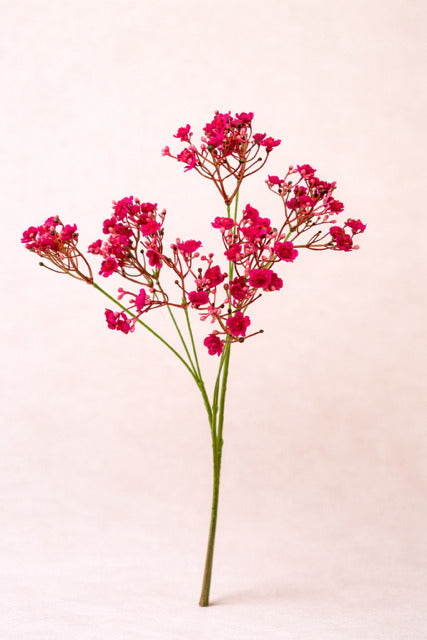 Schleierkraut dkl.rosa 70 cm