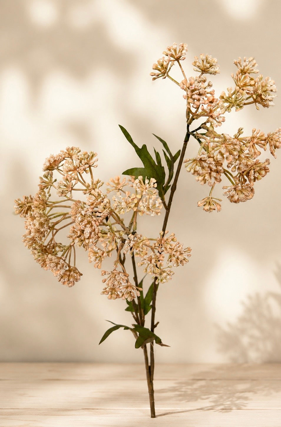 Achillea altrot 70 cm