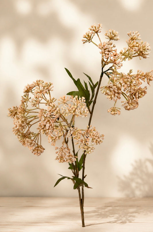 Achillea altrot 70 cm