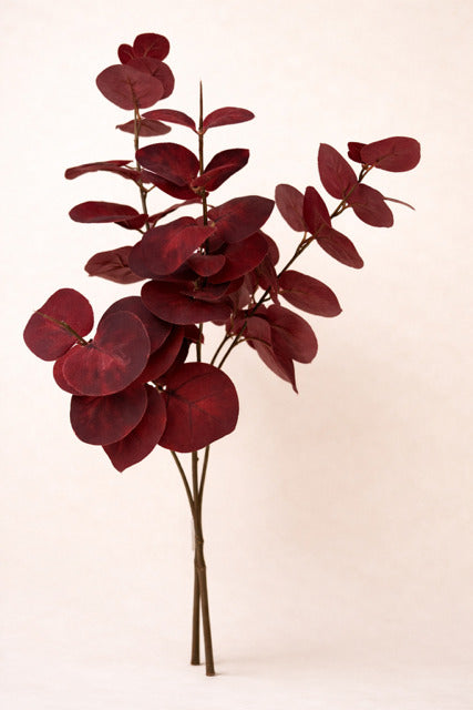 Eukalyptus bordo großblättirg