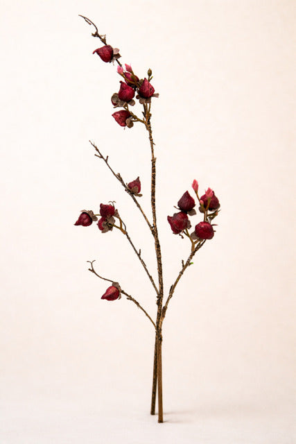 Rosenknospenzweig trocken 90 cm