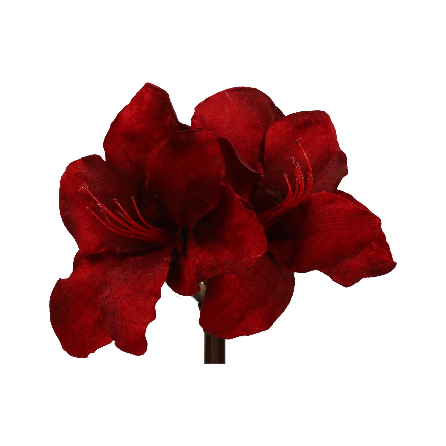 Amaryllis Samt glänzend Mitte mit 3 Blüten 25x50cm