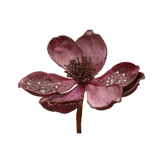 Magnolia purple 14/60 cm