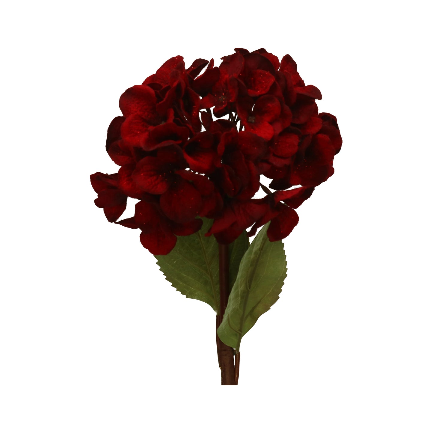 Hortensie bordo Glimmer 17/40 cm