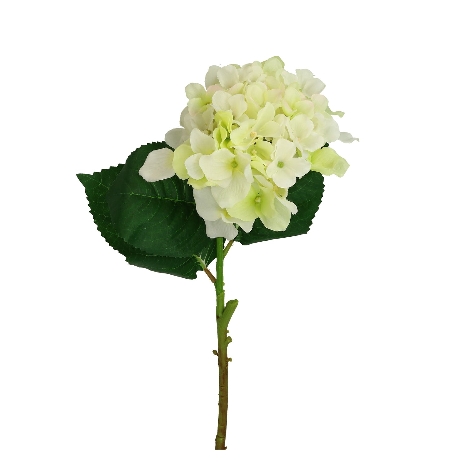 Blüte Hortensie 50 cm grün oder weiß